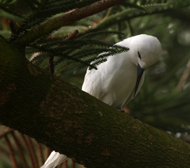 White tern